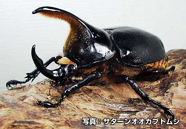 珍マダガスカルのカブトムシ 安い卸売り www.corpstation.com